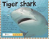 tiger shark