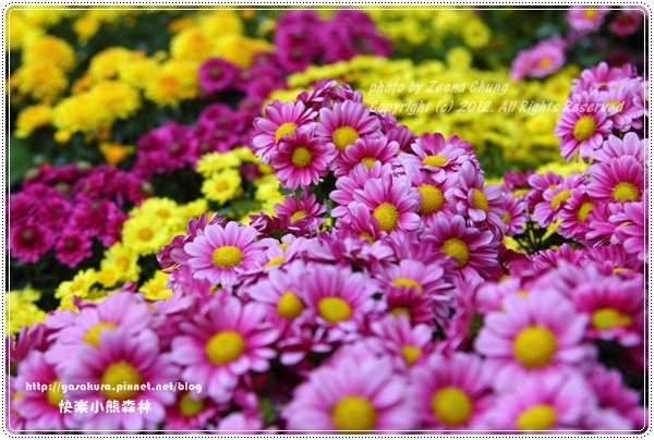 2012菊花展-114
