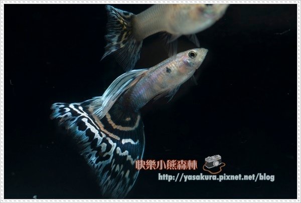 馬賽克組亞軍F013-03