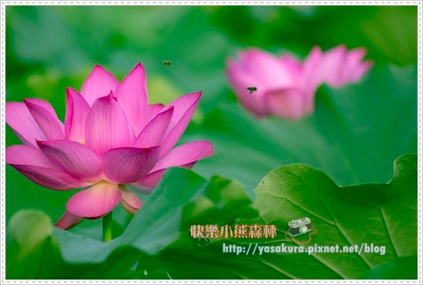 荷花059