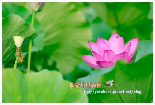 荷花049