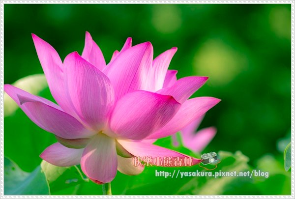荷花067