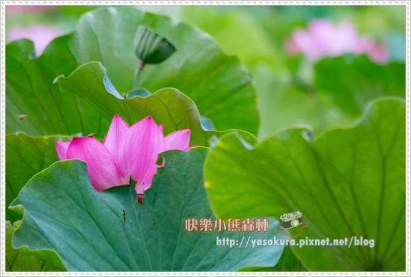 荷花002.jpg