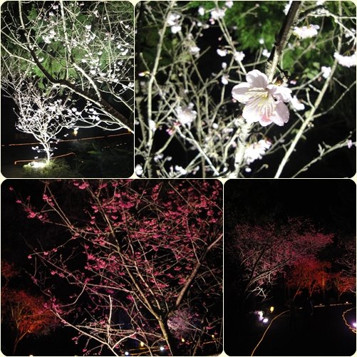 九族追櫻_夜櫻1