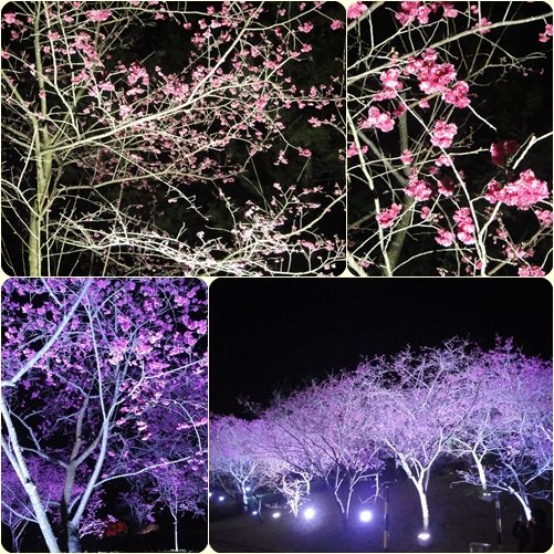九族追櫻_夜櫻6