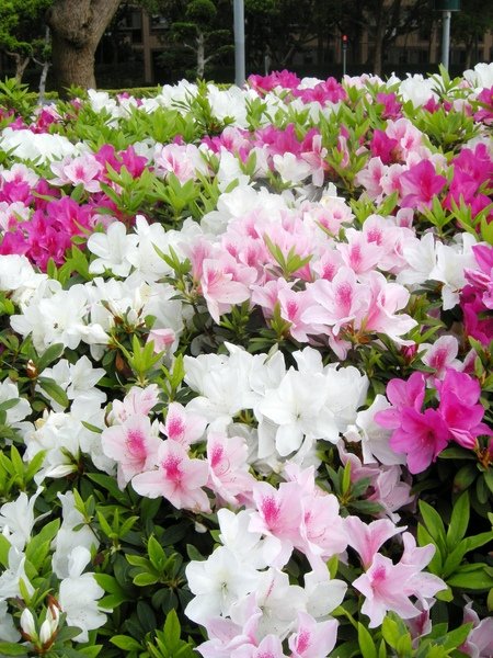 flower2.JPG