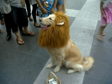 狗獅