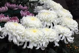 菊
