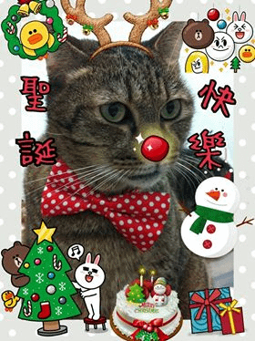 丑鼻