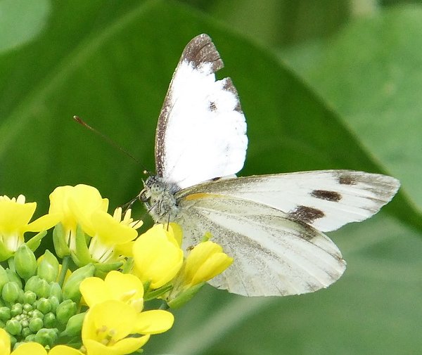 DSCF0731.JPG