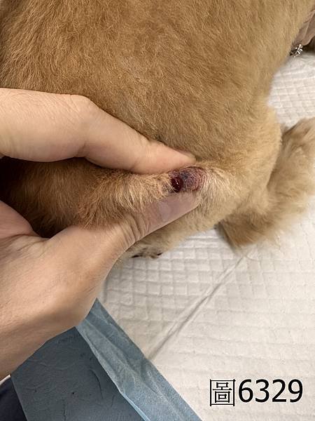 6329 藥王醫師成效分享區2：嚴重皮膚感染化膿（狗） .jpg