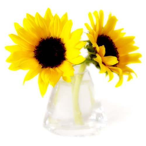 flower11_500.jpg