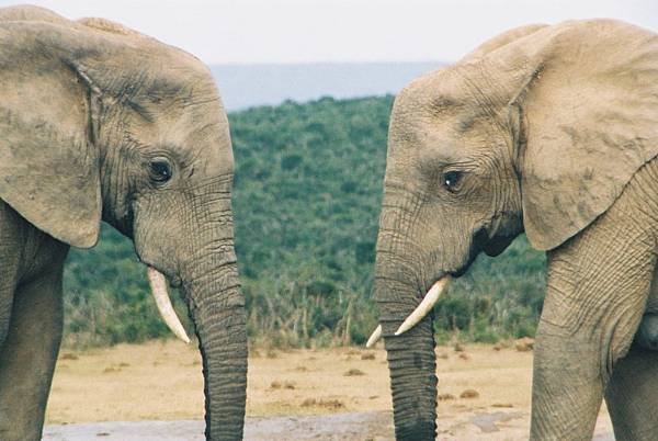 elephants