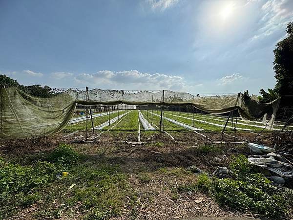 🔸里港近國道十號地勢平坦地型方正農地