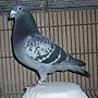 編號30種公.jpg