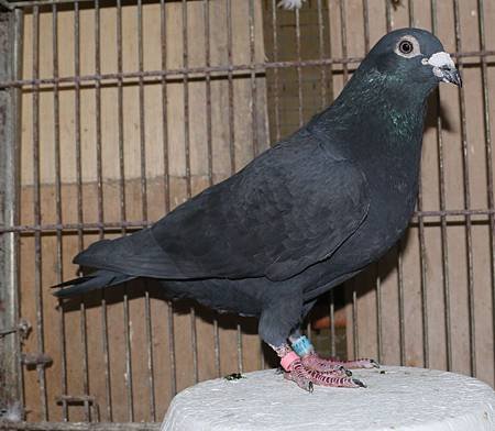 2011TFPF269211BLC.jpg