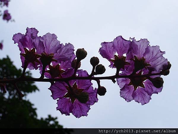 2013夏大花紫薇 (4).JPG