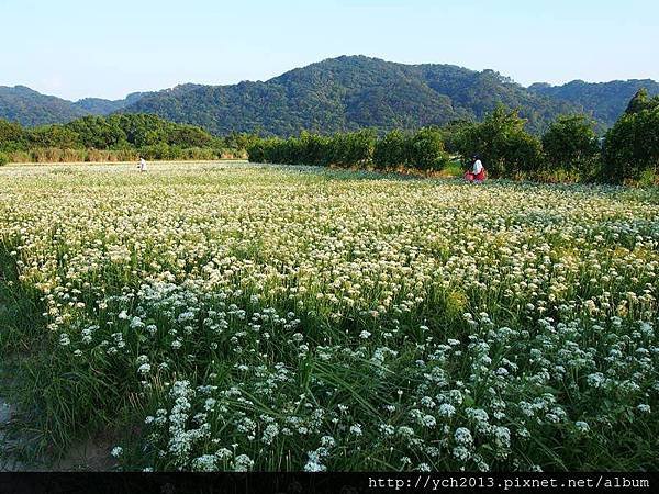 20130908韭菜花田 (3).JPG