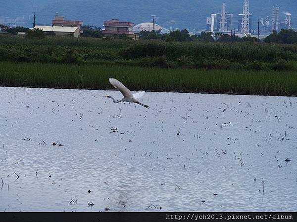 20131020五結賞鳥 (10).JPG