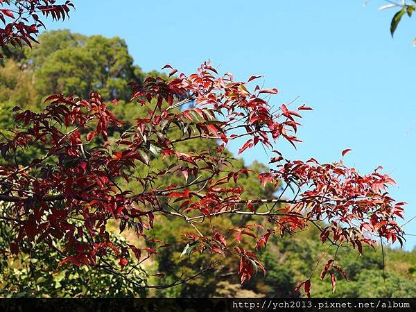 20131201北橫賞楓 (5).JPG