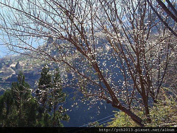 20131201北橫賞楓 (20).JPG