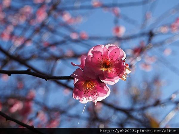 20140101武陵賓館 (8).JPG