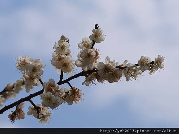 20140112志成公園 (3).JPG