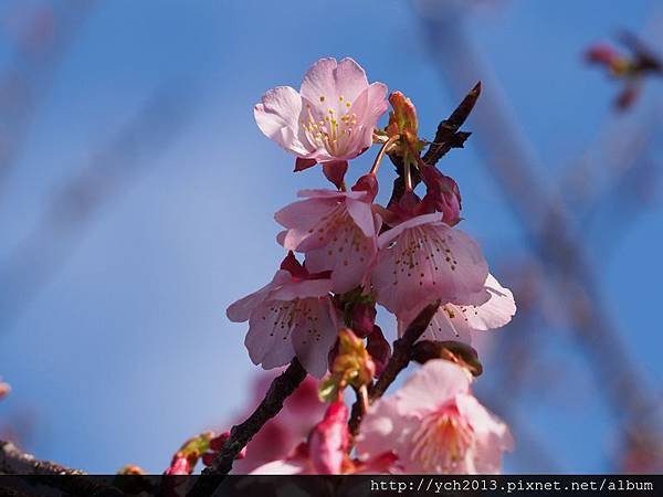 20140111平菁街 (11).JPG