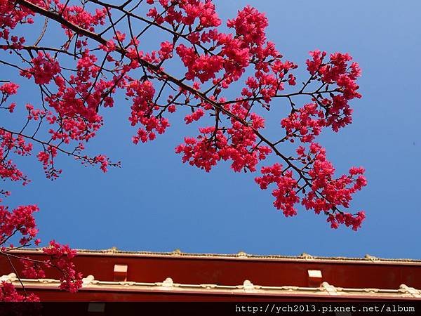 20140124林口觀音寺 (11).JPG