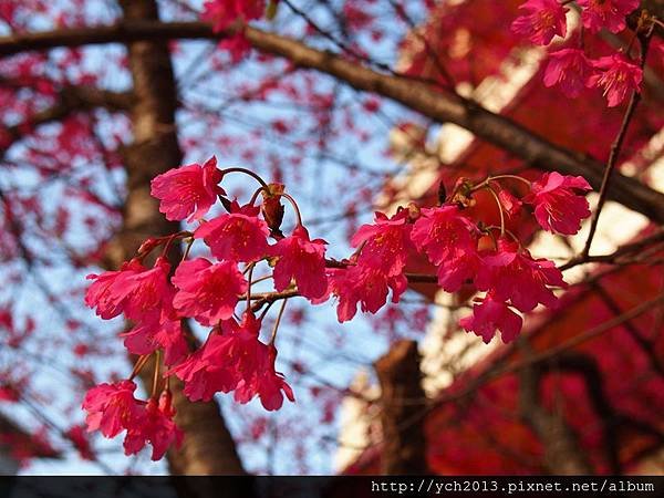 20140124林口觀音寺 (18).JPG