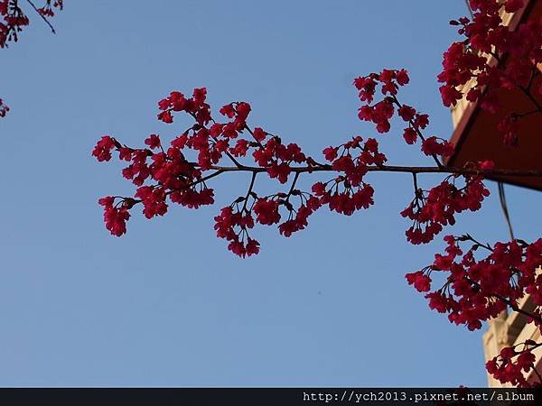 20140124林口觀音寺 (19).JPG