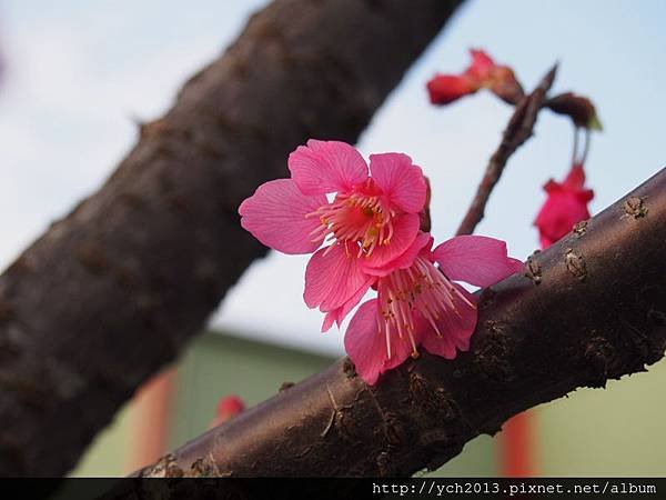 20140124林口觀音寺 (20).JPG