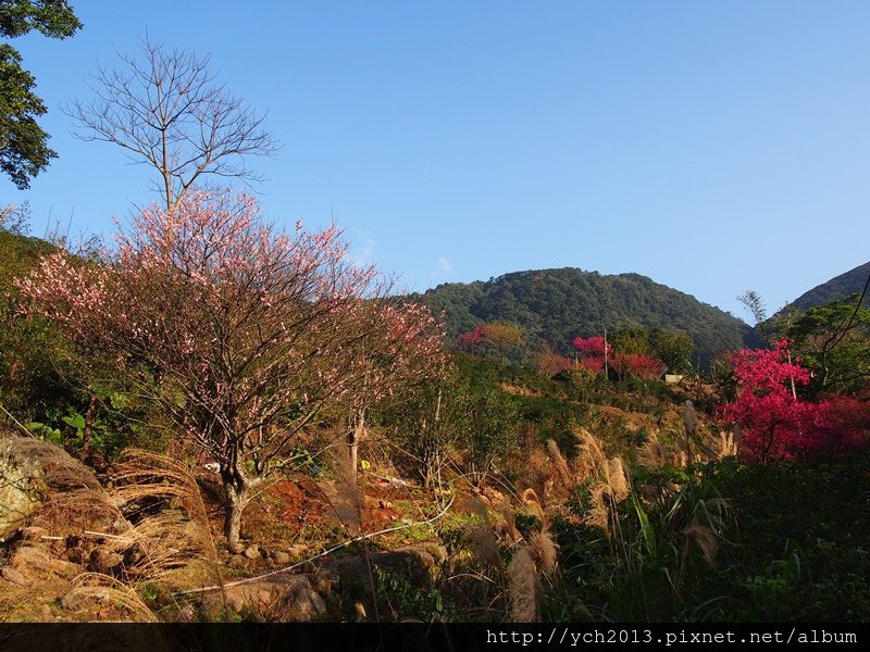 20140131楓樹湖 (3).JPG