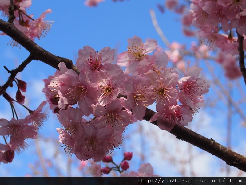 20140203天然居 (9).JPG