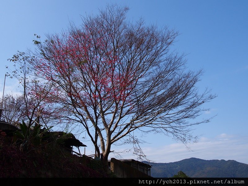 20140216雪霧鬧部落附近 (6).JPG