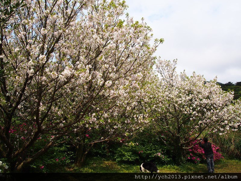 2014三月中大屯自然公園 (9).JPG