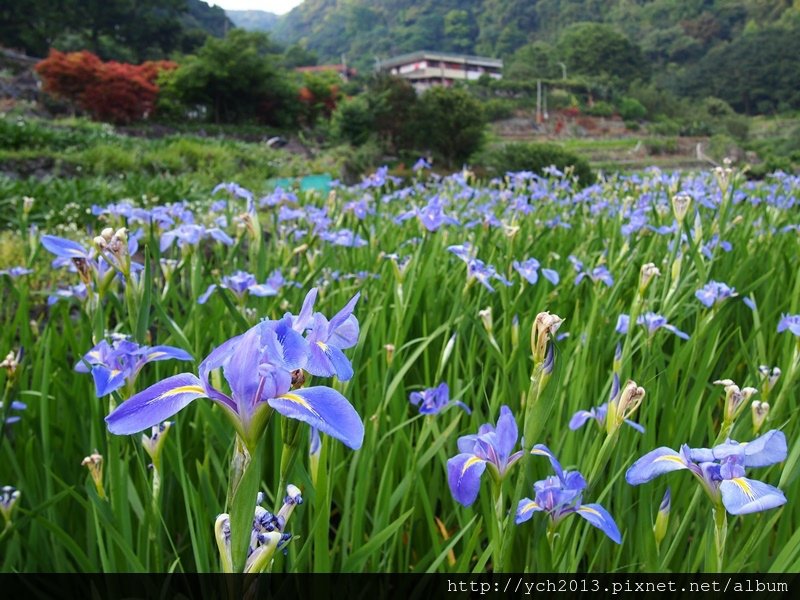 20140405鳶尾花 (3).JPG