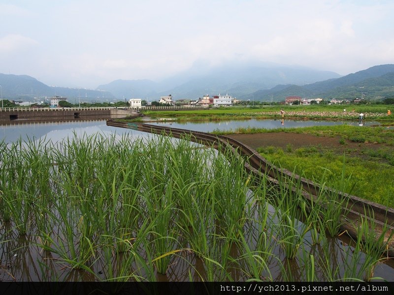 0628金山牡丹蓮 (1).JPG