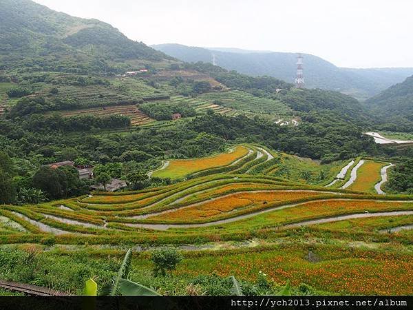 0628石門梯田花海 (4).JPG