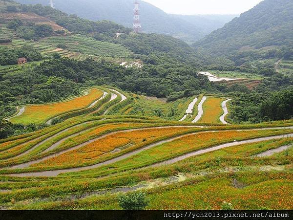 0628石門梯田花海 (5).JPG