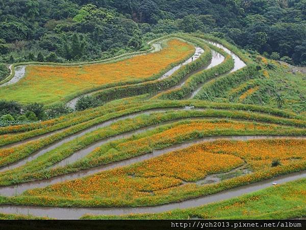 0628石門梯田花海 (6).JPG