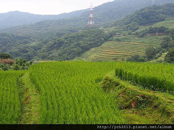 0628石門梯田花海 (9).JPG