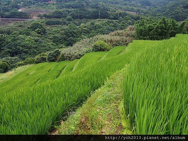 0628石門梯田花海 (11).JPG