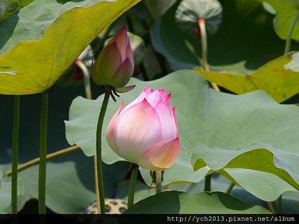 20140715至善公園 (14).JPG