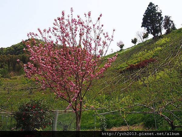 20140406尖石八重櫻午前 (23).JPG