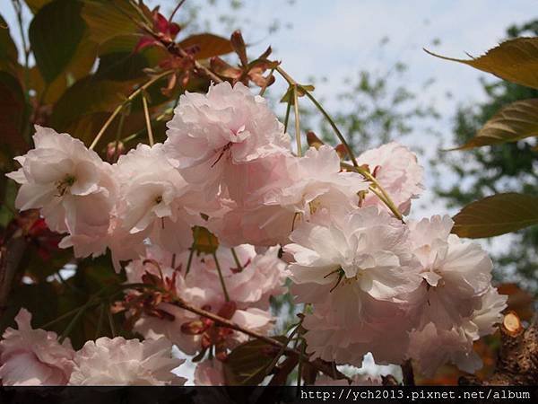 20140406尖石八重櫻午前 (32).JPG