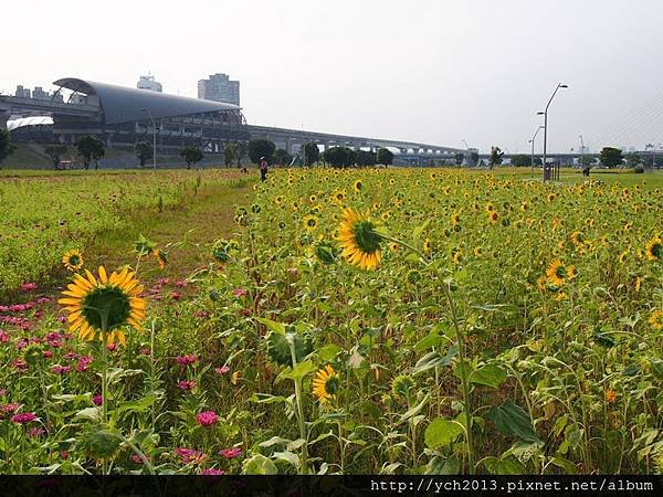 20140830疏洪道向日葵 (17).JPG