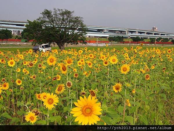 20140830疏洪道向日葵 (18).JPG