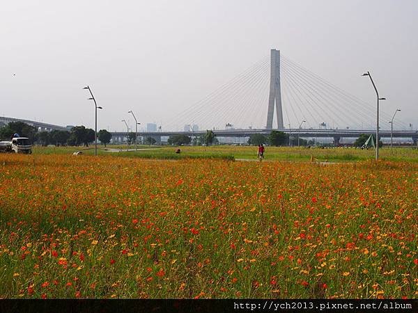 20140830疏洪道向日葵 (22).JPG