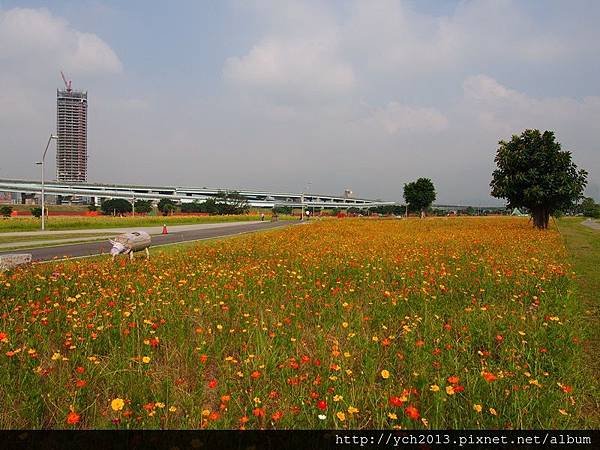 20140830疏洪道向日葵 (23).JPG